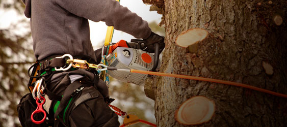 Arborist Supplies